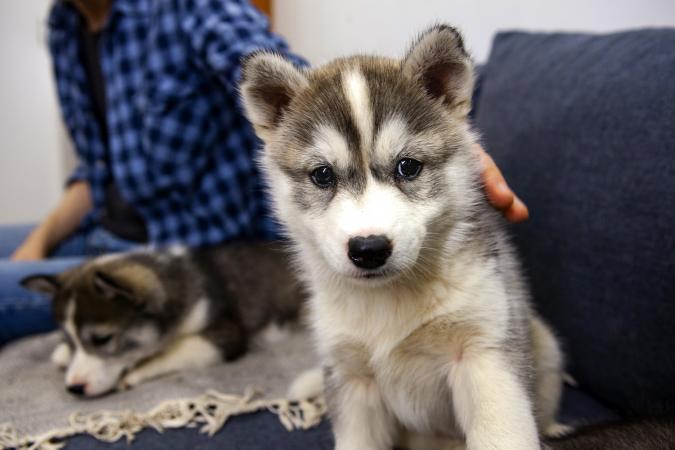 Little cute husky puppy playing in the room