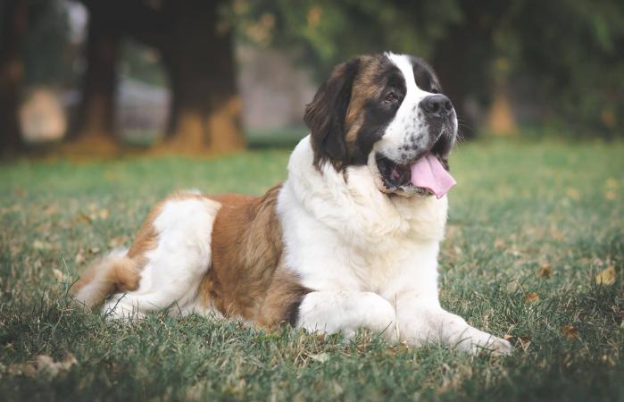 Saint Bernard dog