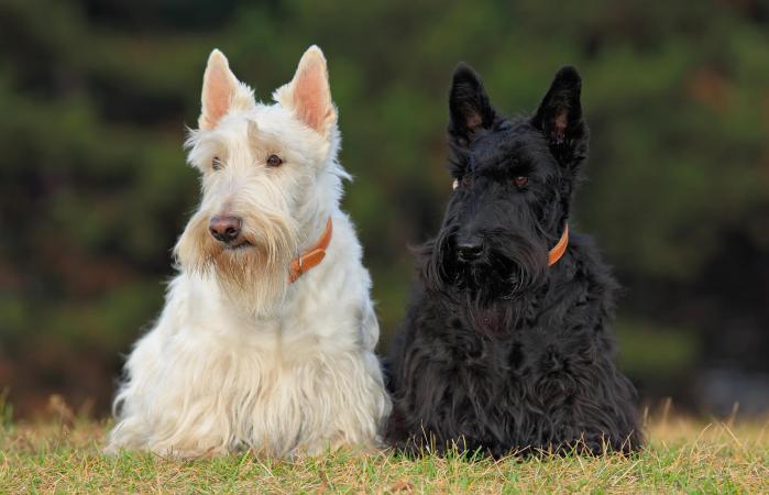 Pair of black and white scottish terrier