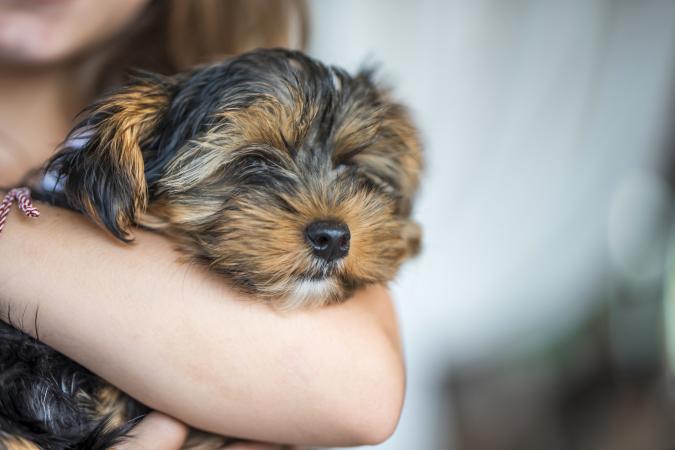 Little girl holding cute little puppy