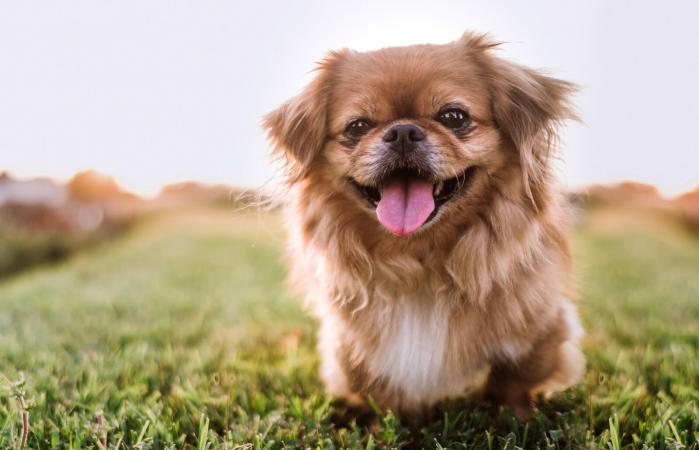 Pekingese Dog