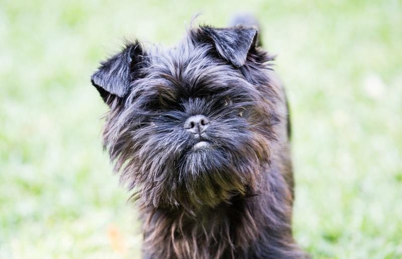 affenpinscher colors