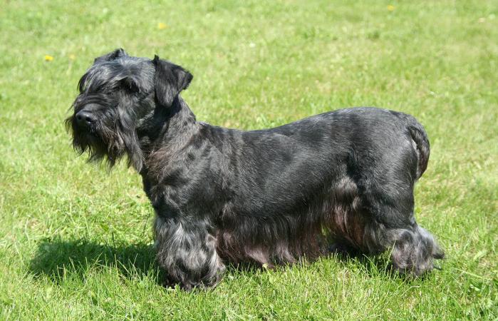 Cesky Terrier