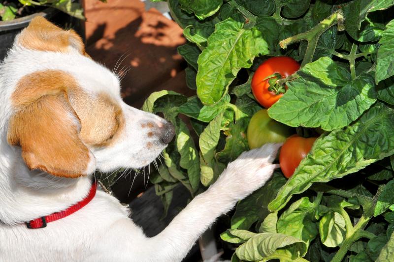 Are Tomatoes Bad for Dogs? Or Can They Be Enjoyed Safely? LoveToKnow