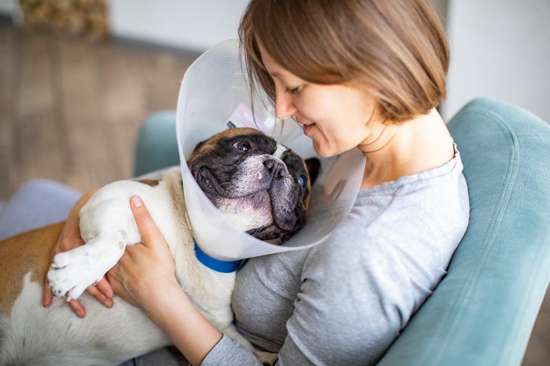 How to Use a Dog Cone (Shame-Free) | LoveToKnow