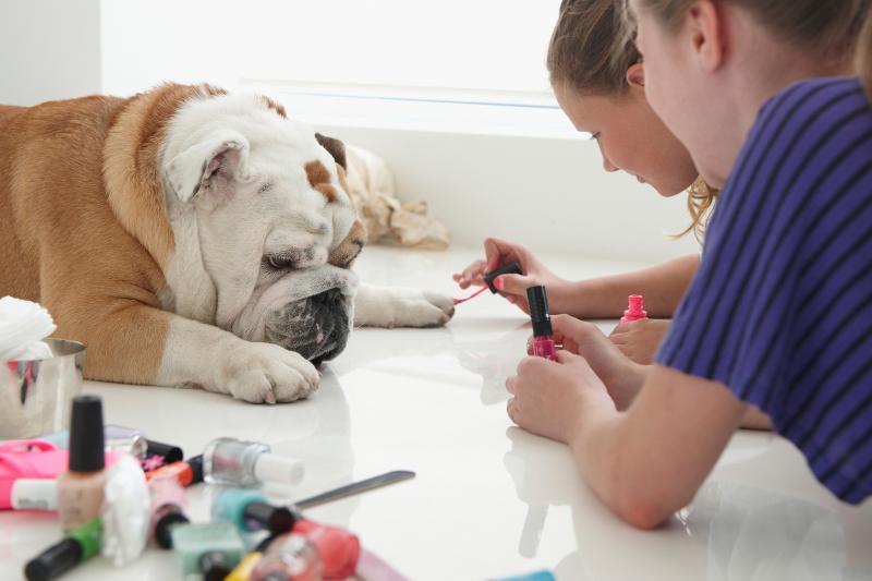 Dog Nail Polish Options Pamper Your Pup LoveToKnow