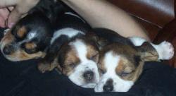 Litter of sleeping pups