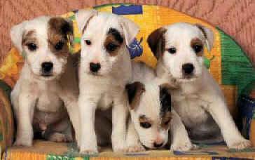 Jack Russell puppies