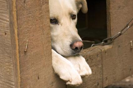 Dog Houses