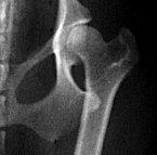 Xray.jpg