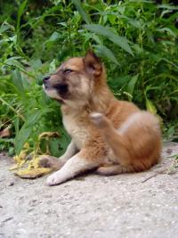 Dog scratching