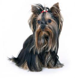 Yorkie