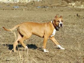 Pitbull