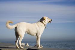 Labrador Retriever