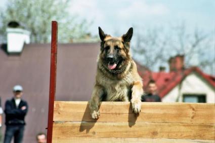German Shepherd