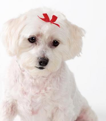 White puppy