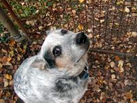 ACD.jpg
