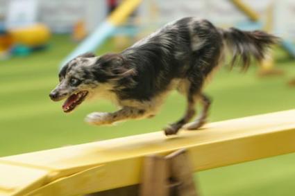 Dog_agility.jpg