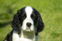 Springer Spaniel
