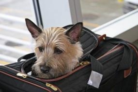 Small Terrier in a travel carrier