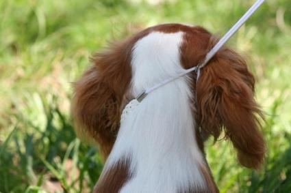 Photo of a Spaniel on a leash