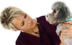 Vet with Dog