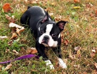 Boston Terrier