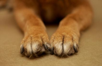 Closeup of a dog's paws