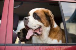 Panting dog