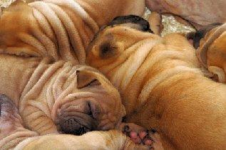 A litter of wrinkly Chinese Shar-Pei pups.