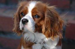Cavalier King Charles Spaniel