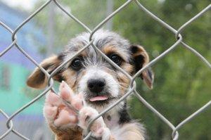 Dog in kennel