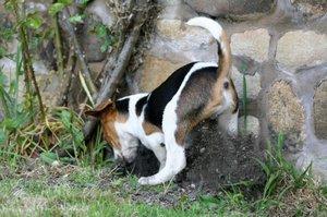 Why Do Dogs Bury Bones? | LoveToKnow