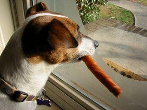 Jack Russell Terrier with a chew stick