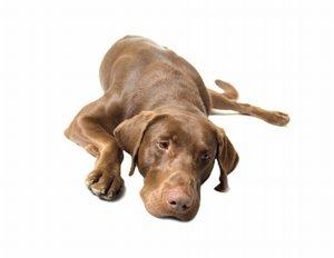 Arthritic Weimaraner dog laying down