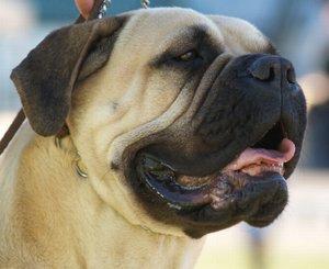 the biggest mastiff