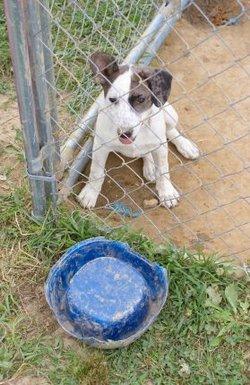 licks it dog waterer