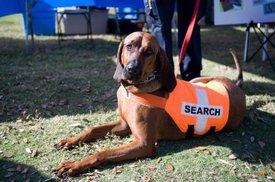 Service dog
