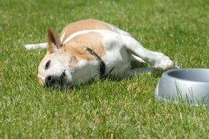 Dog laying in the grass next to her bowl