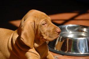 Dog waiting to be fed