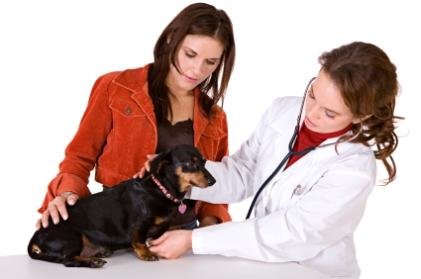 Dog being examined by vet