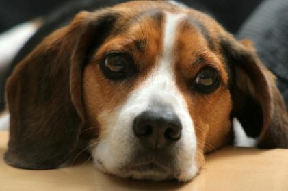 Beagle