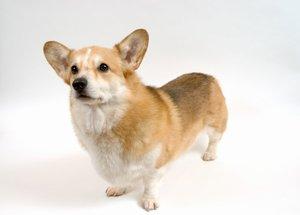 Welsh Corgi