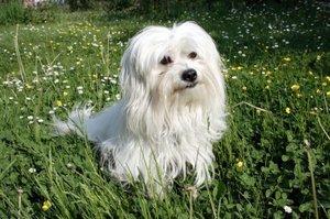 coton de tulear dander