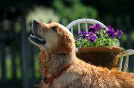 Inquisitive Golden Retriever