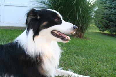 Healthy Dog