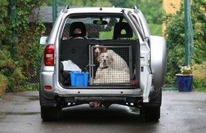Traveling dogs