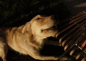 Dog chewing rake