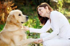 Golden with owner