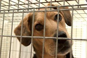 Dog in his crate